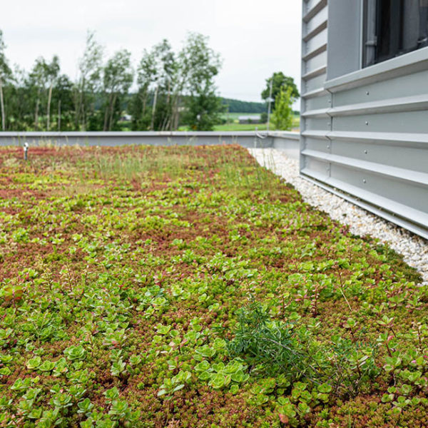 Zelená střecha ECOSEDUM PACK