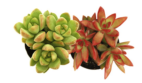 Vegetační zelená střecha - ECOSEDUM PACK