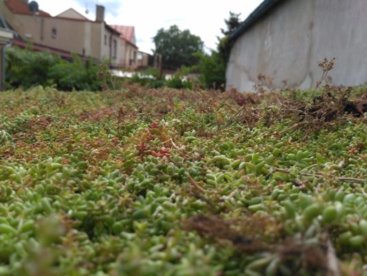 Zelená střecha ECOSEDUM PACK