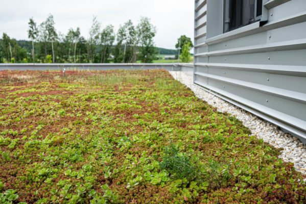 zelená střecha ECOSEDUM PACK