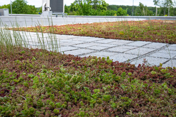 Zelená střecha ECOSEDUM PACK v kombinaci s ECORASTER BLOXX