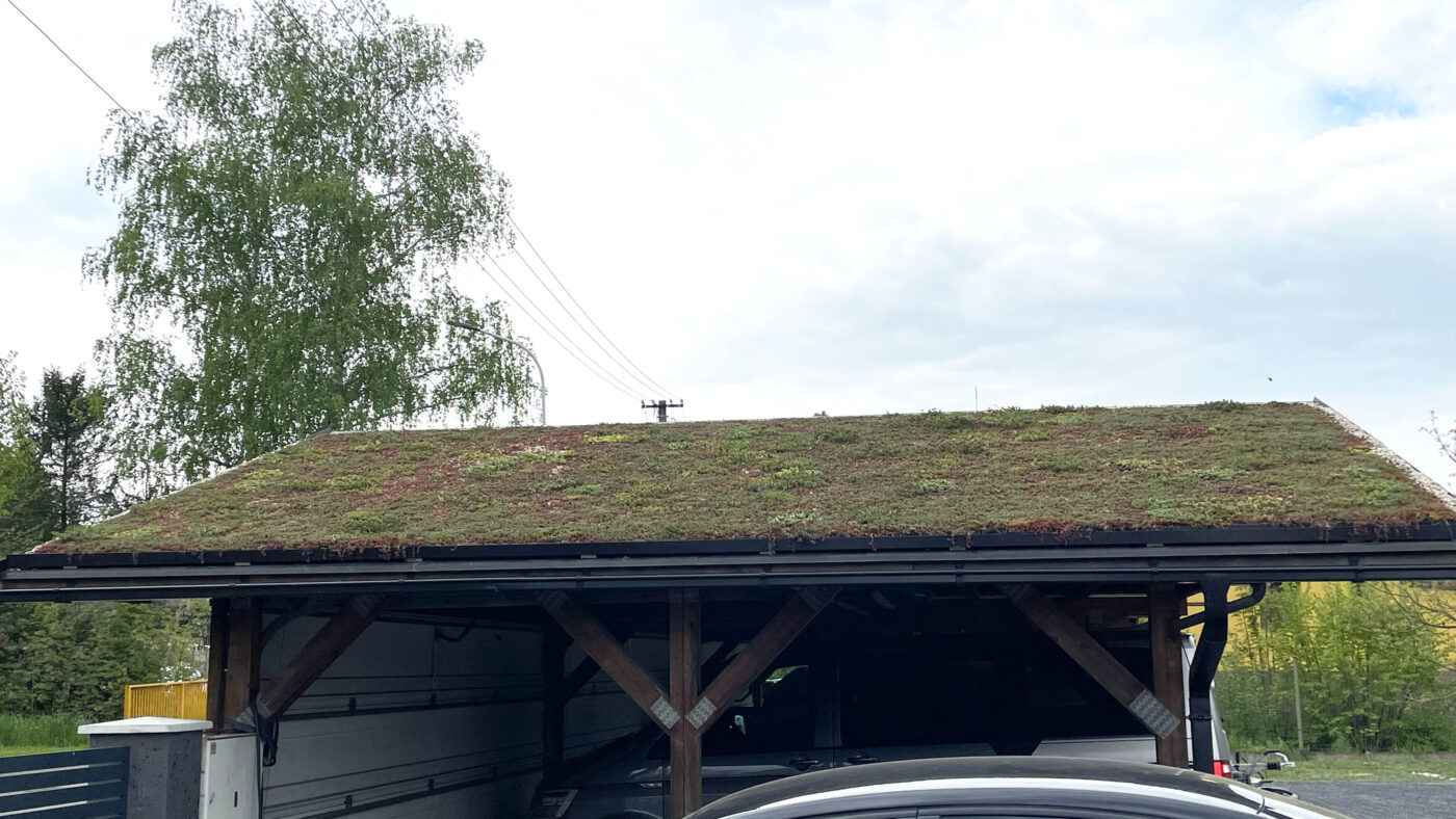 Zelená střecha ECOSEDUM PACK několik hodin po aplikaci hnojiva
